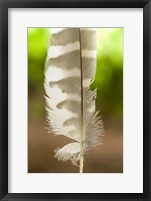 Framed Barred owl feather, Stanley Park, British Columbia