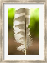Framed Barred owl feather, Stanley Park, British Columbia