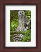 Framed Barred owl, Stanley Park, British Columbia