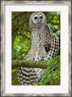 Framed Barred owl, Stanley Park, British Columbia