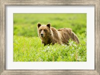 Framed Grizzly bear, Sacred Headwaters, British Columbia