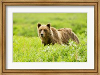 Framed Grizzly bear, Sacred Headwaters, British Columbia