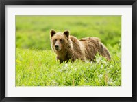 Framed Grizzly bear, Sacred Headwaters, British Columbia