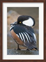 Framed Hooded merganser bird, Stanley Park, British Columbia