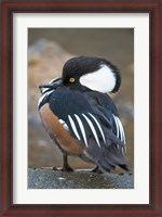 Framed Hooded merganser bird, Stanley Park, British Columbia