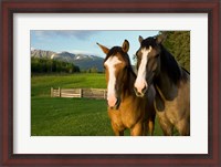 Framed Horses in pasture, British Columbia