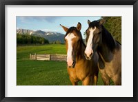 Framed Horses in pasture, British Columbia