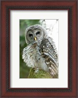 Framed Juvenile barred owl, Stanley Park, British Columbia