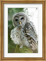 Framed Juvenile barred owl, Stanley Park, British Columbia