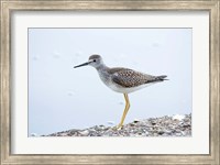 Framed Lesser yellowleg bird, Stanley Park, British Columbia