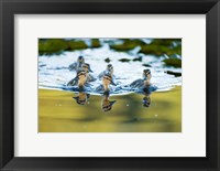 Framed Mallard ducklings, Stanley Park, British Columbia