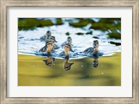 Framed Mallard ducklings, Stanley Park, British Columbia