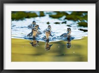 Framed Mallard ducklings, Stanley Park, British Columbia