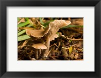 Framed Mushroom, Fungi, Stanley Park, British Columbia