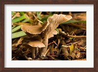 Framed Mushroom, Fungi, Stanley Park, British Columbia