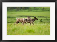 Framed Osborne caribou wildlife, British Columbia