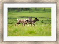 Framed Osborne caribou wildlife, British Columbia