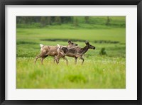 Framed Osborne caribou wildlife, British Columbia