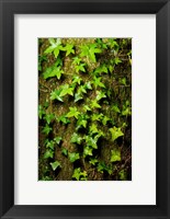 Framed Red cedar English ivy, Stanley Park, British Columbia