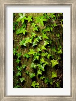 Framed Red cedar English ivy, Stanley Park, British Columbia