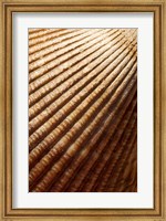 Framed Sea shell pattern, Stanley Park, British Columbia