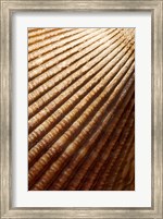 Framed Sea shell pattern, Stanley Park, British Columbia