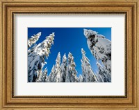 Framed Snow-laden forest, Seymour Mountain, British Columbia