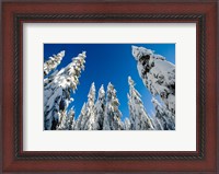 Framed Snow-laden forest, Seymour Mountain, British Columbia
