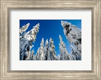 Framed Snow-laden forest, Seymour Mountain, British Columbia