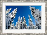 Framed Snow-laden forest, Seymour Mountain, British Columbia