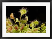 Framed Sundew plant, Stanley Park, British Columbia