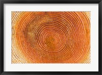 Framed Tree rings, Stanley Park, British Columbia