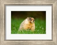 Framed Yellow-bellied marmot, Stanley Park, British Columbia