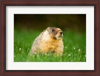 Framed Yellow-bellied marmot, Stanley Park, British Columbia