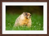 Framed Yellow-bellied marmot, Stanley Park, British Columbia