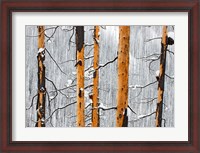 Framed Forest fire, Winter, Kootenay NP, British Columbia