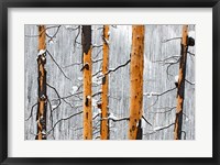 Framed Forest fire, Winter, Kootenay NP, British Columbia