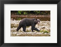 Framed Grizzly bear fishing for salmon in Great Bear Rainforest, Canada