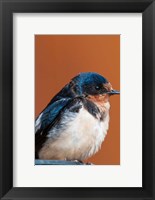 Framed Barn swallow, Great Bear Rainforest, British Columbia, Canada