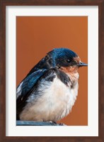 Framed Barn swallow, Great Bear Rainforest, British Columbia, Canada