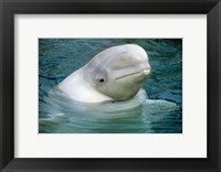 Framed Beluga Whale, Beluga whale, Vancouver Aquarium