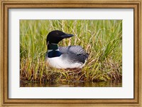 Framed British Columbia, Common Loon bird