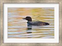 Framed British Columbia, Common Loon bird on lake at sunrise