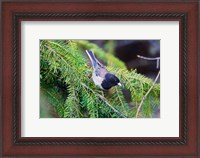 Framed British Columbia, Dark-eyed Junco bird in a conifer