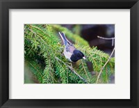 Framed British Columbia, Dark-eyed Junco bird in a conifer