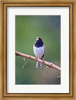 Framed British Columbia, Dark-eyed Junco bird, singing