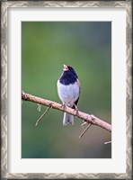 Framed British Columbia, Dark-eyed Junco bird, singing
