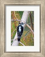 Framed British Columbia, Downy Woodpecker bird, male (back view)