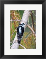 Framed British Columbia, Downy Woodpecker bird, male (back view)