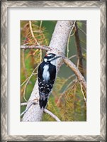 Framed British Columbia, Downy Woodpecker bird, male (back view)